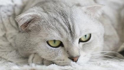 爱游戏中国官方登录入口网站-高薪低能外援是否拖慢联赛发展进程，高薪低能球员